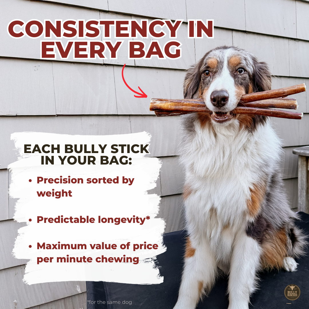 6 Inch Jumbo Bully Stick