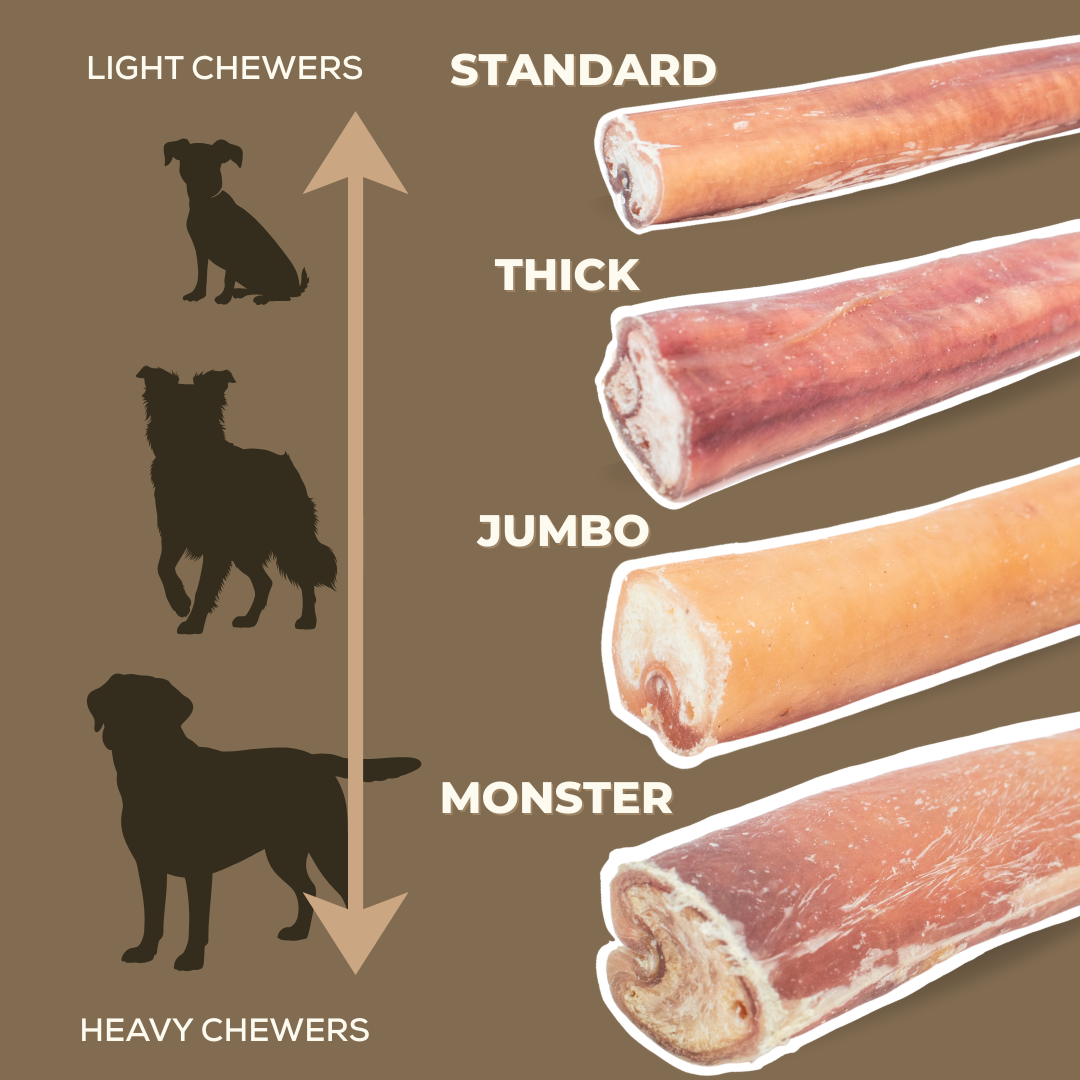 6 Inch Jumbo Bully Stick