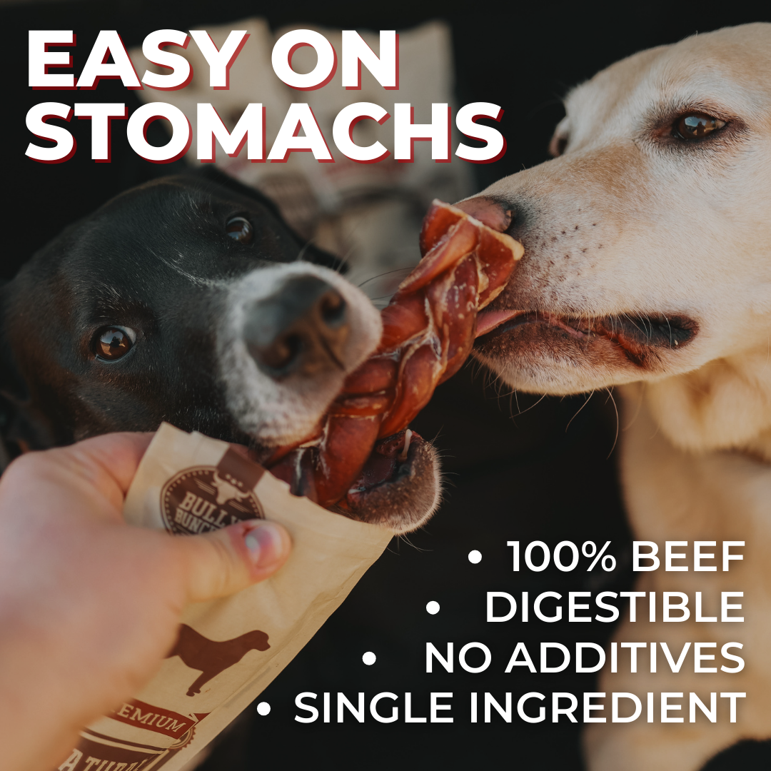 6 Inch Jumbo Bully Stick